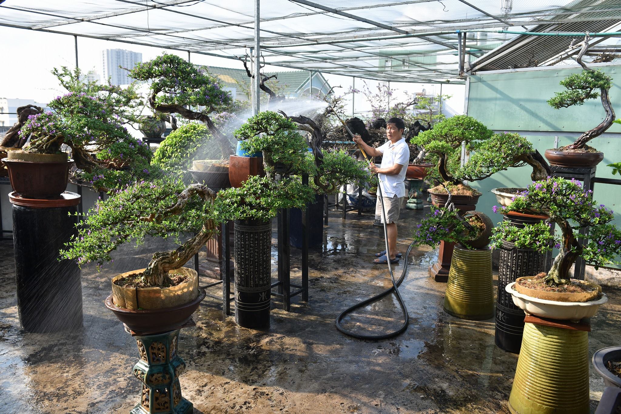 Tay đang tưới nước cho cây bonsai bằng bình tưới truyền thống