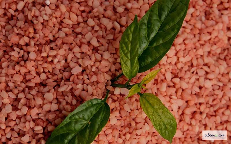 冬季精心养护盆景的营养管理