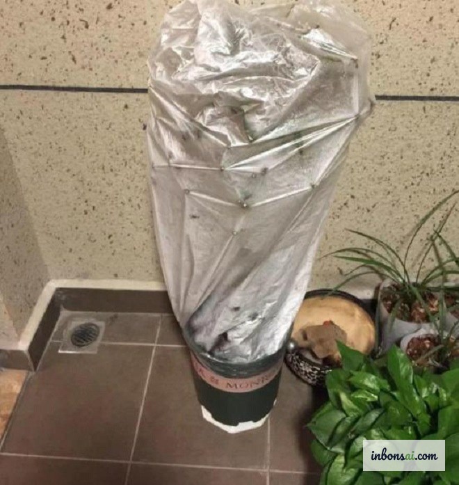 为冬季保暖而放置在塑料大棚中的盆景