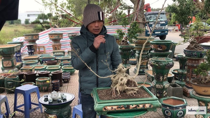 检查盆景枝条是否有冬季病虫害