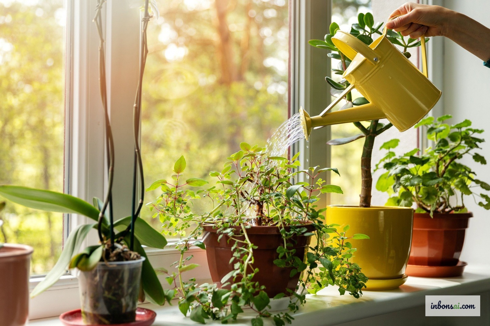 冬季早晨细心地为盆景浇水