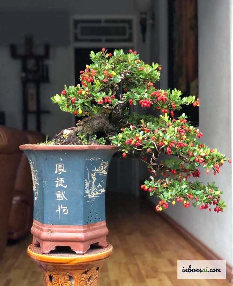 越南北部冬季寒风中受到保护的盆景