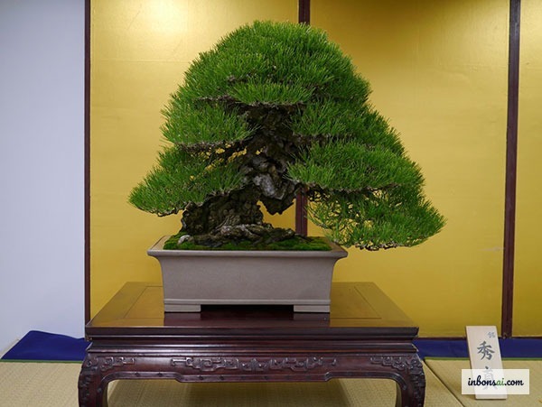 在寒冷冬季环境中茁壮生长的松树和刺柏盆景