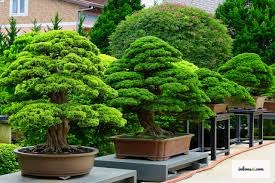 Cân đo liều lượng phân bón chính xác cho bonsai mini