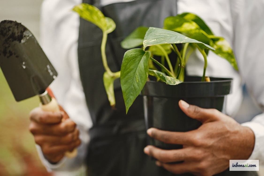 Các loại phân bón cho bonsai mùa xuân gồm phân NPK, phân hữu cơ và phân lỏng