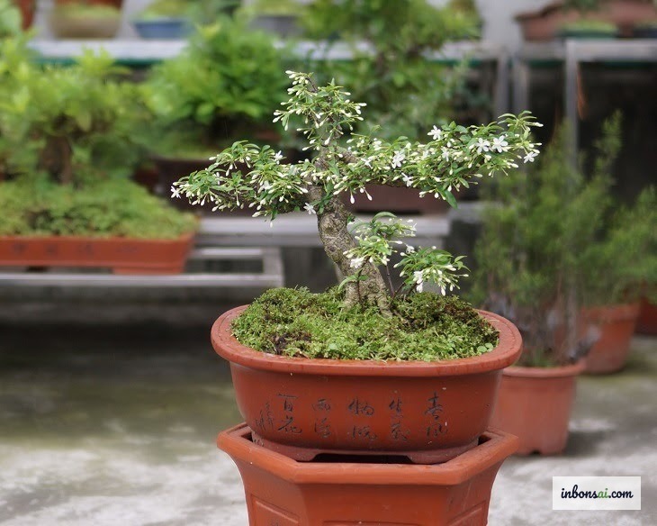Lá bonsai xanh đậm và bóng khỏe sau khi được bón phân đúng cách mùa xuân