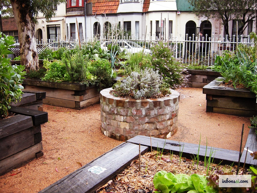 Bón phân hữu cơ dạng viên cho bonsai mùa xuân đúng kỹ thuật