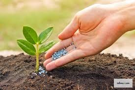 Chồi non xanh mướt mọc trên cành bonsai mùa xuân sau khi bón phân đúng cách