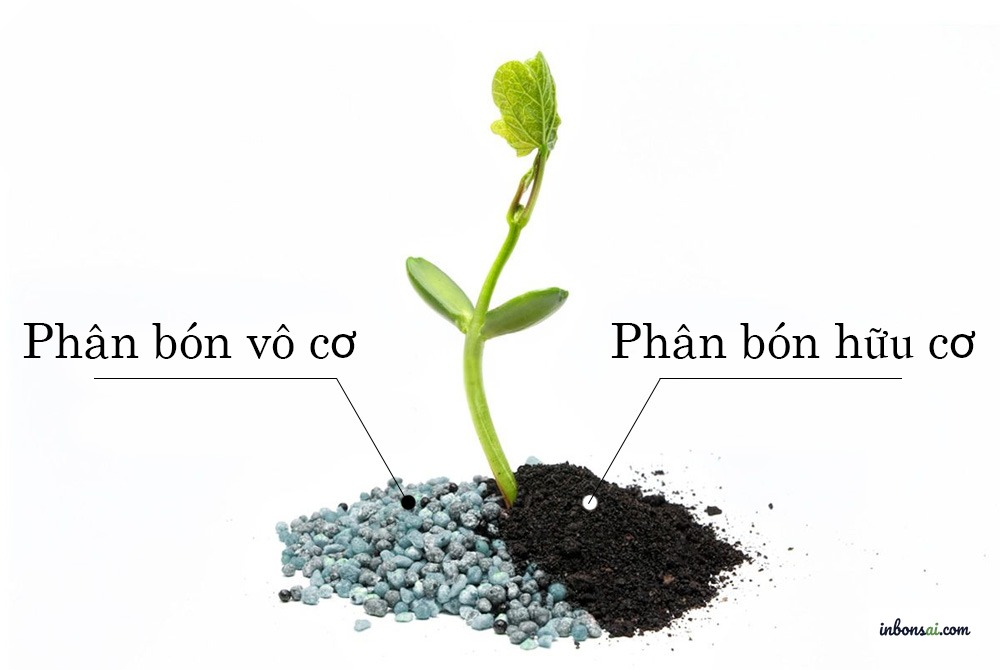 Các loại phân bón bonsai — hữu cơ và vô cơ