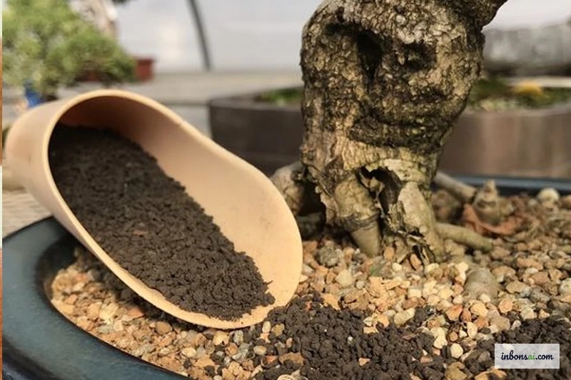 Lịch bón phân bonsai theo mùa — cây bonsai đâm chồi mùa xuân