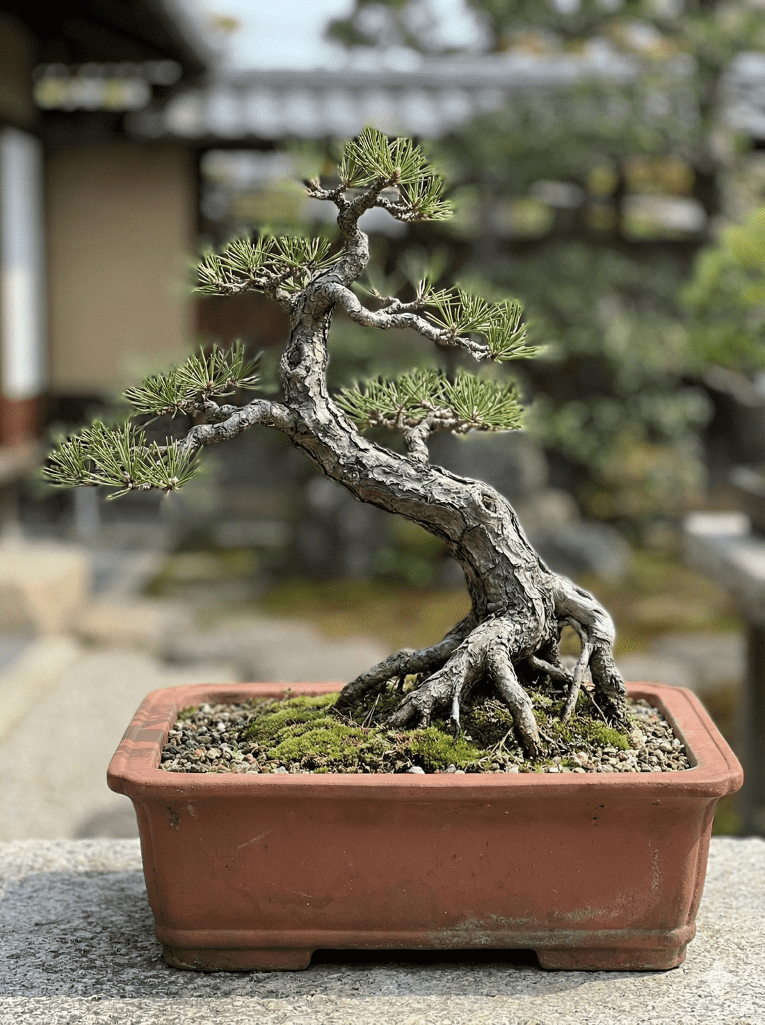 岭南盆景收藏第四部分