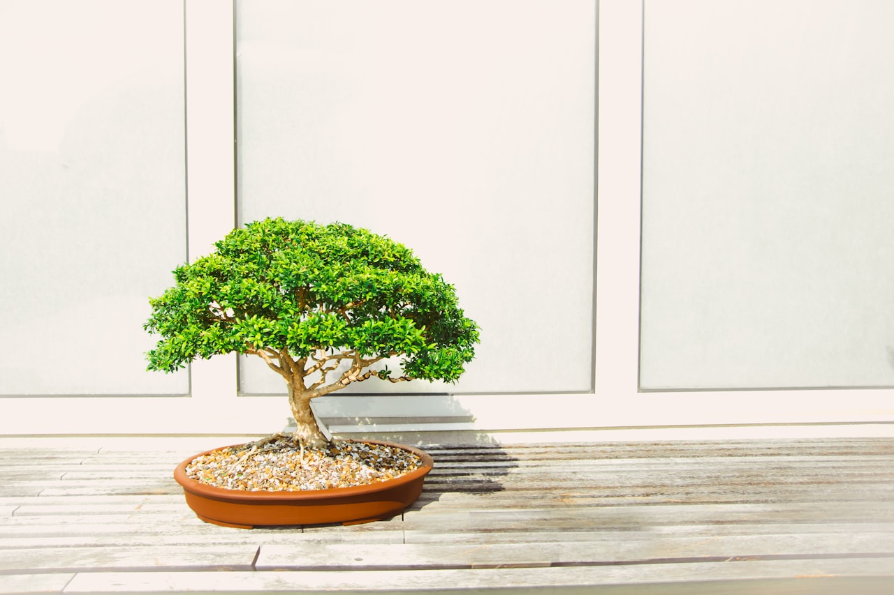 Simple bonsai care schedule for busy office workers
