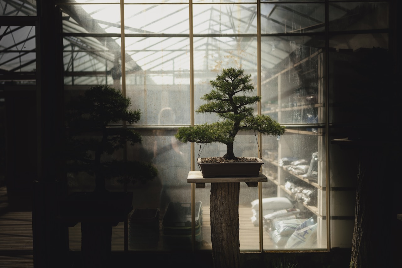 Feng shui bonsai placement in an office to maximize wealth-attracting energy