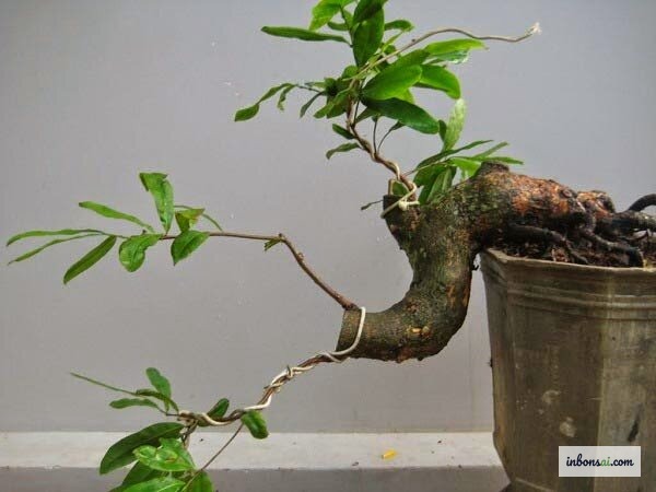 Quá trình phát triển bonsai dáng đổ theo thời gian
