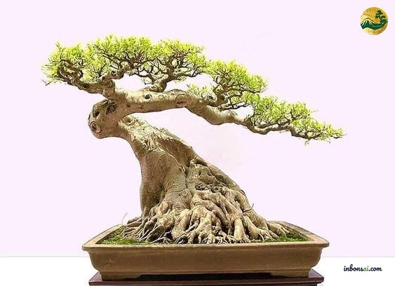 Professional bonsai shaping technique demonstrating proper wire application and branch positioning