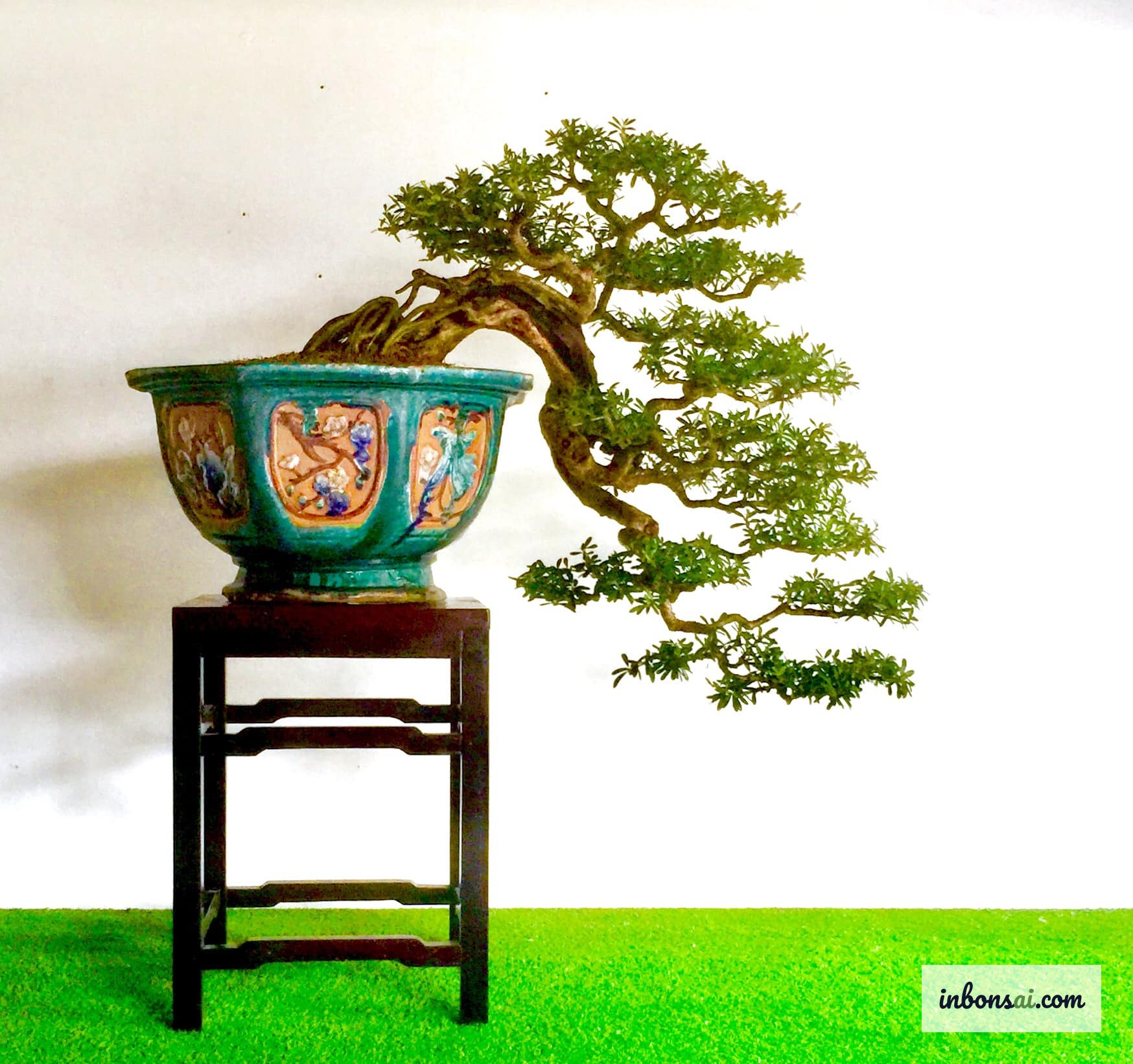 Young bonsai specimen with healthy root system suitable for cascading style training