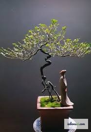 展现岭南蓄枝截干技法特有层次过渡结构的枝条特写