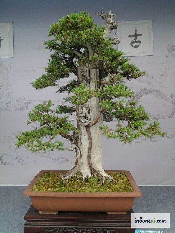 岭南盆景经典作品——展现流派特有枝条结构