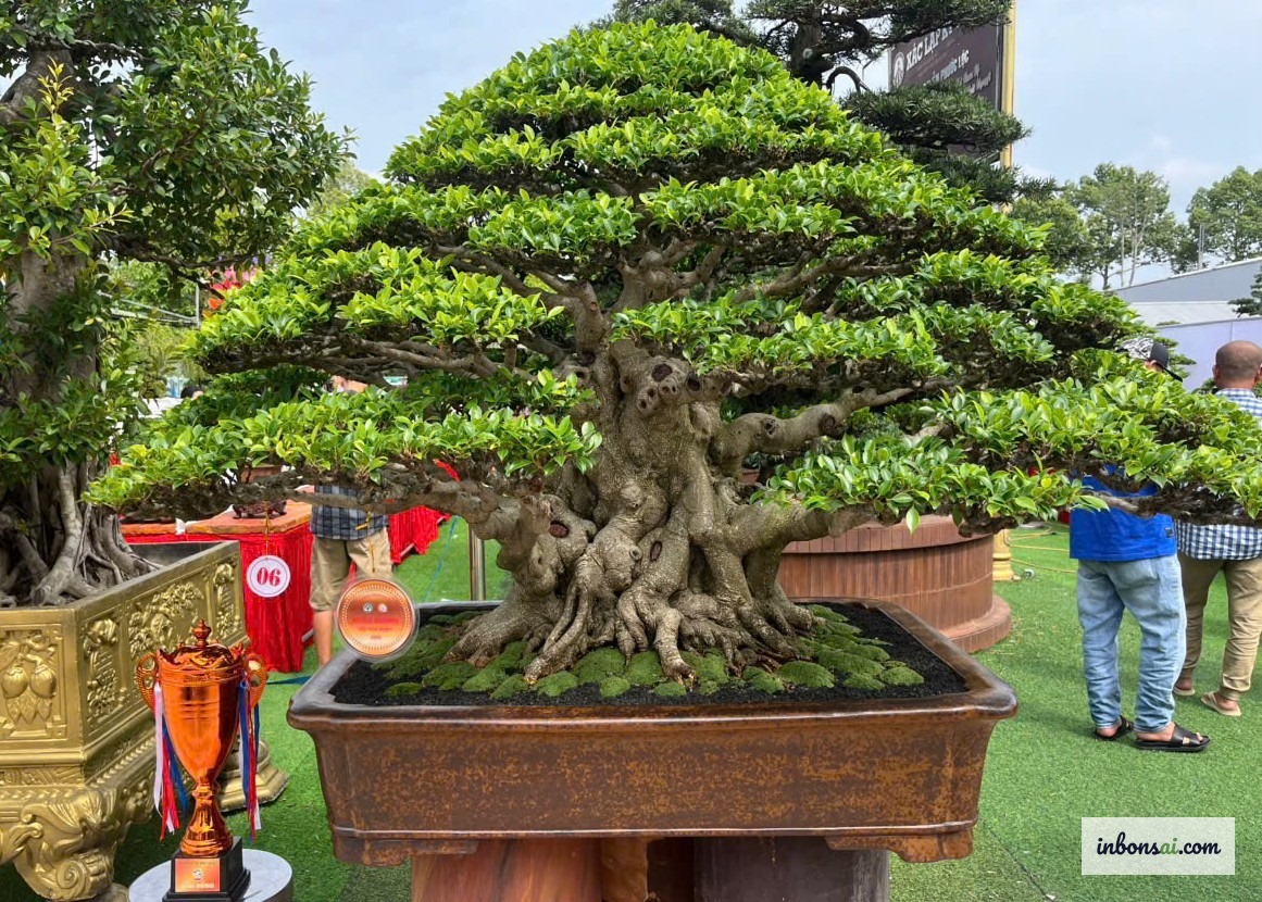 正式展陈的盆景——越南盆景文化中岭南流影响力的见证