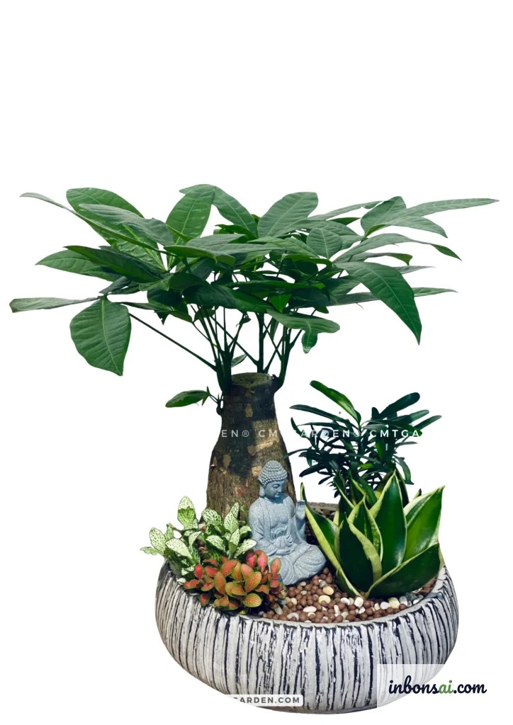 Bonsai mini phong thủy quà tặng văn phòng sang trọng