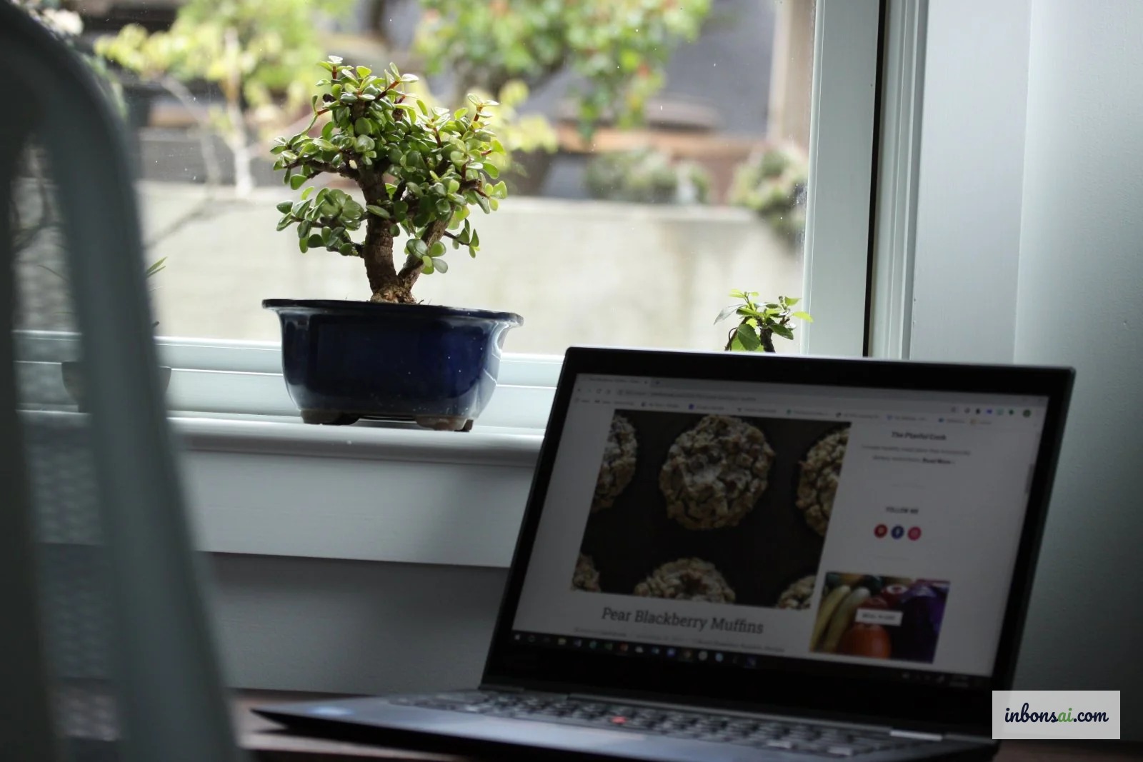 7 loài bonsai mini phong thủy tốt nhất cho bàn làm việc hút tài lộc