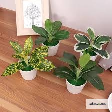 Chăm sóc bonsai mini văn phòng tưới nước bón phân