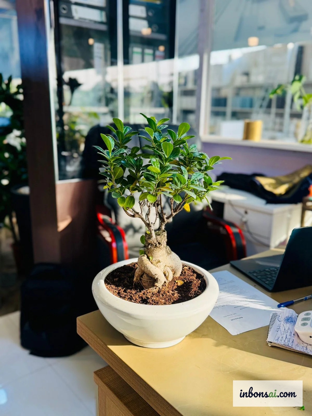白盆中健康翠绿的盆景——只有生机盎然的树木才能发挥风水功效