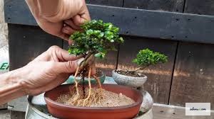 Caring for a mini bonsai plant at home