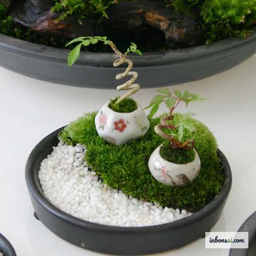 小さな陶器の鉢に入ったミニ盆栽をデスクに飾る