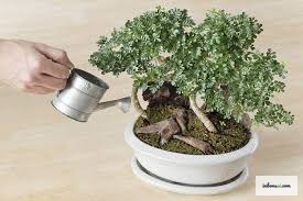 Inspecting a mini bonsai for quality before buying