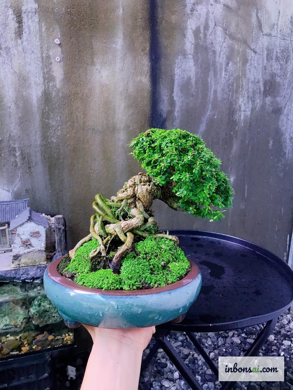 Various mini bonsai types in a small collection