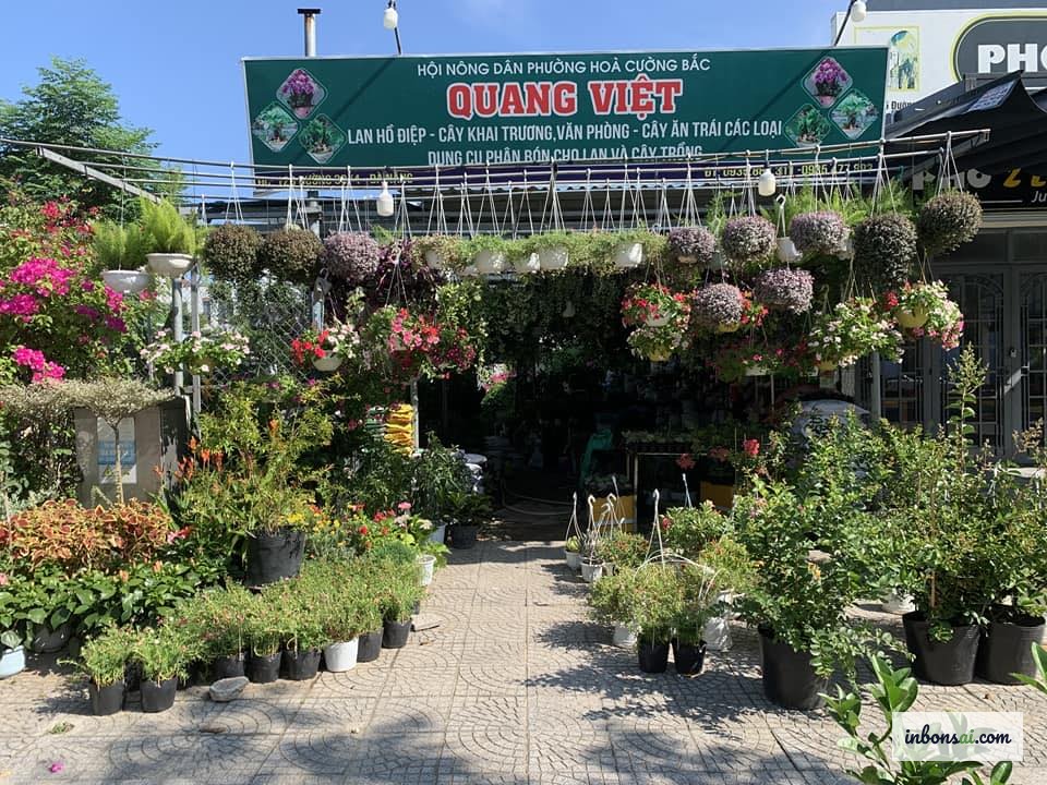 A bonsai plant shop with a variety of mini trees