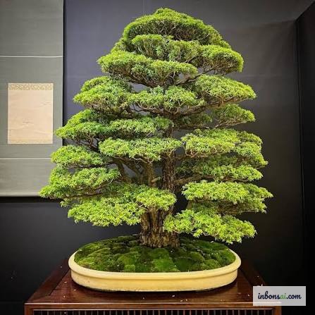 Cây bonsai khỏe mạnh lá xanh mướt để so sánh khi chẩn đoán