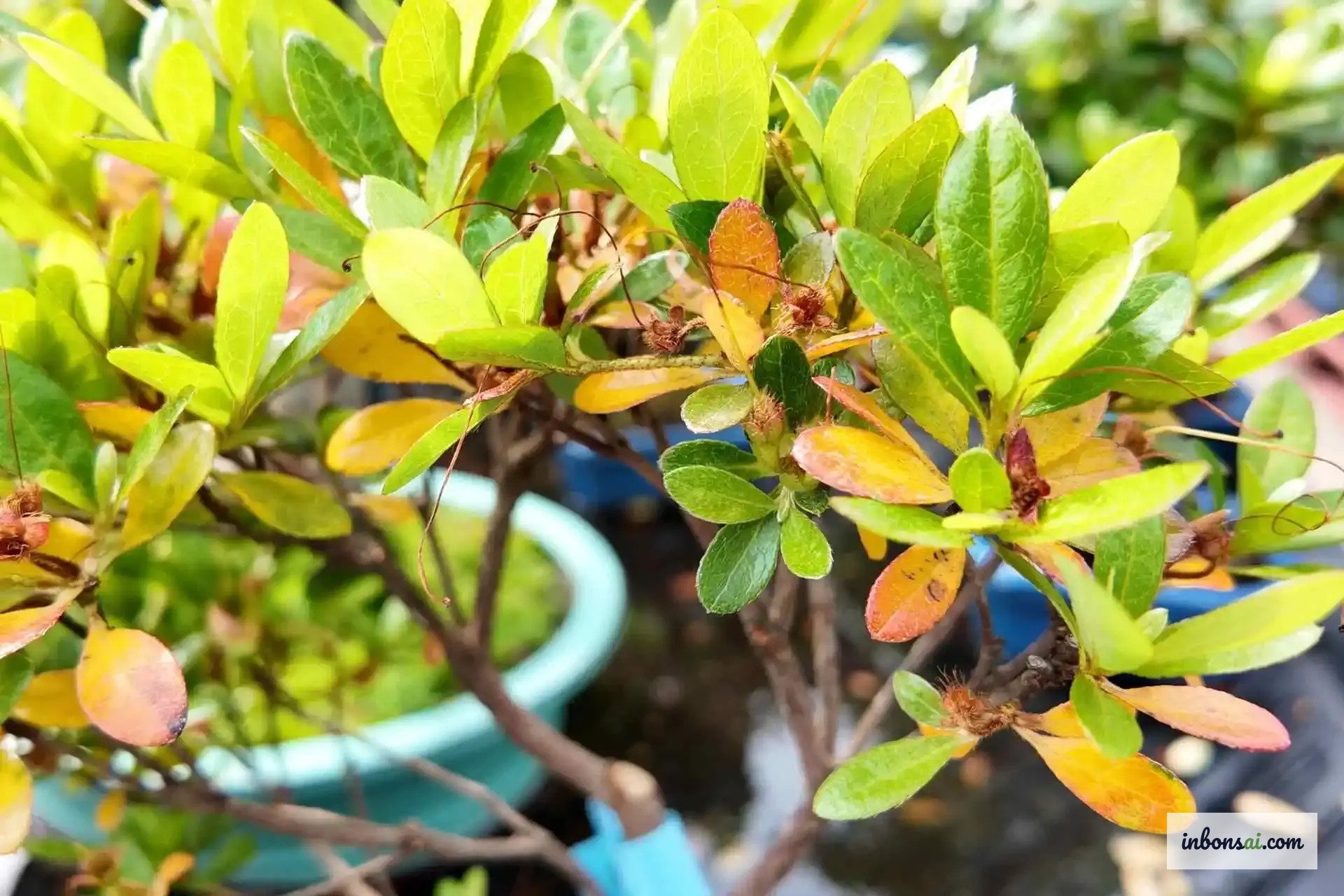 Lá bonsai khô cháy mép nâu là dấu hiệu sốc nhiệt mùa hè