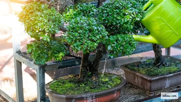 Tưới nước bonsai đúng khung giờ vàng để phòng sốc nhiệt mùa hè