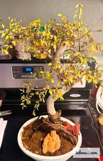 Un bonsai esposto al sole estivo è soggetto a stress da caldo