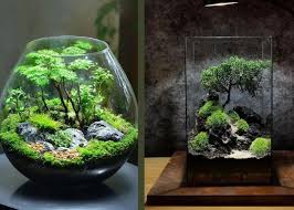 玻璃容器中的迷你盆景生态瓶,小型盆景树和分层土壤基质