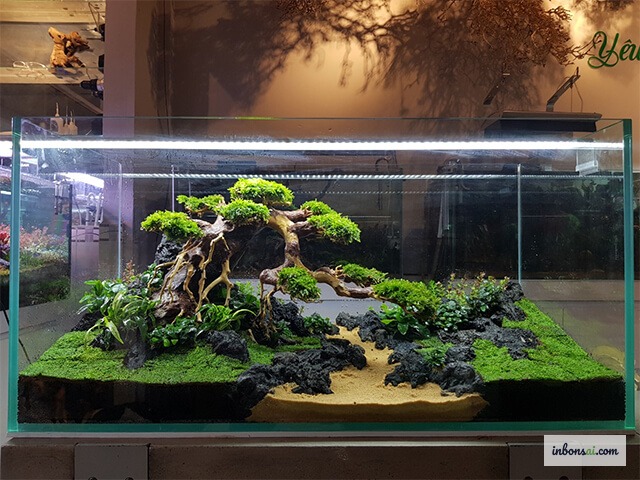 透明なガラス容器で育つ水耕盆栽、水中に白い根が美しく広がっている