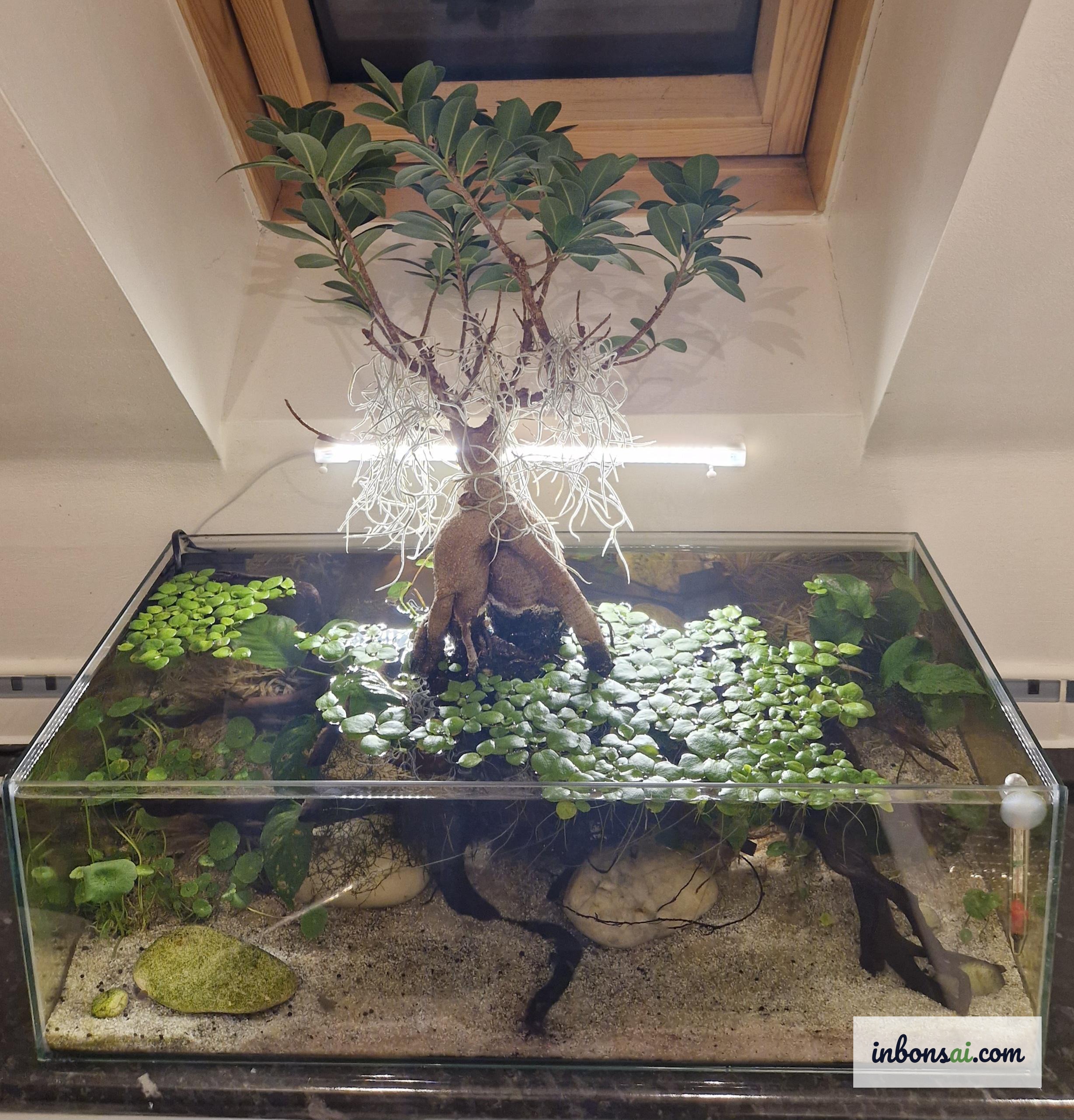 双手轻柔地将盆栽从花盆取出，冲洗根系，完成从土培到水培的过渡操作