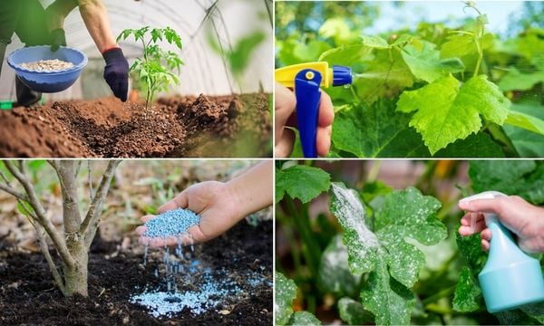 Tay người nghệ nhân đặt viên phân hữu cơ lên bề mặt đất chậu bonsai