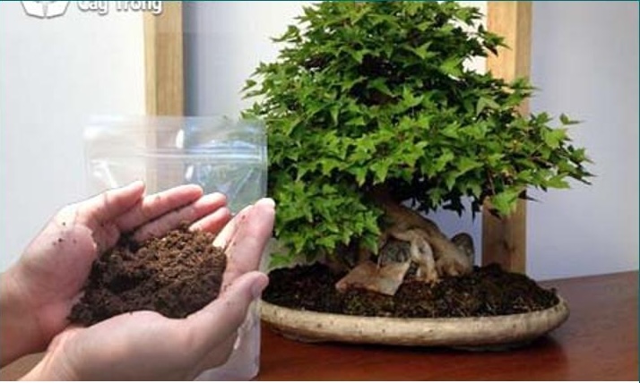 Các loại phân bón hữu cơ và vô cơ cho bonsai đặt cạnh nhau