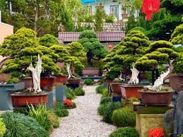 Lịch bón phân bonsai theo mùa được vẽ trên bảng gỗ