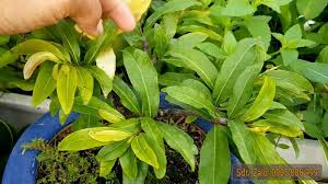 Lá bonsai vàng nhạt cho thấy cây đang thiếu dinh dưỡng nitơ