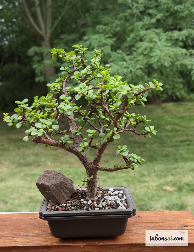Cận cảnh cây bonsai với chậu nông chứa ít đất