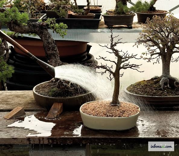 Tưới đẫm nước cho cây bonsai trước khi đi vắng