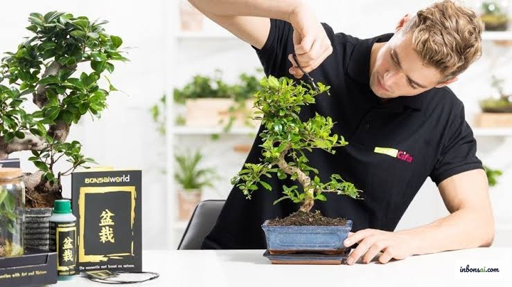 Cây bonsai xanh tốt trên bàn sau khi được chăm sóc phục hồi
