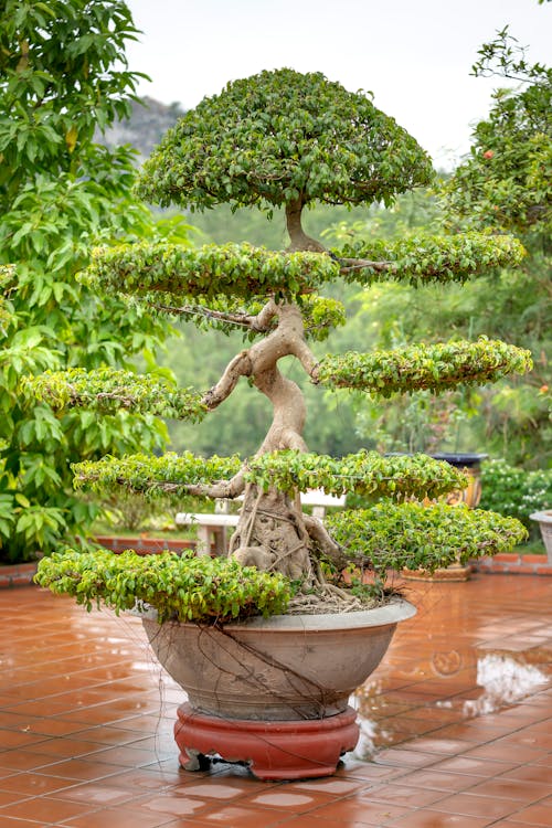 Mini bonsai placed near a window receiving natural light