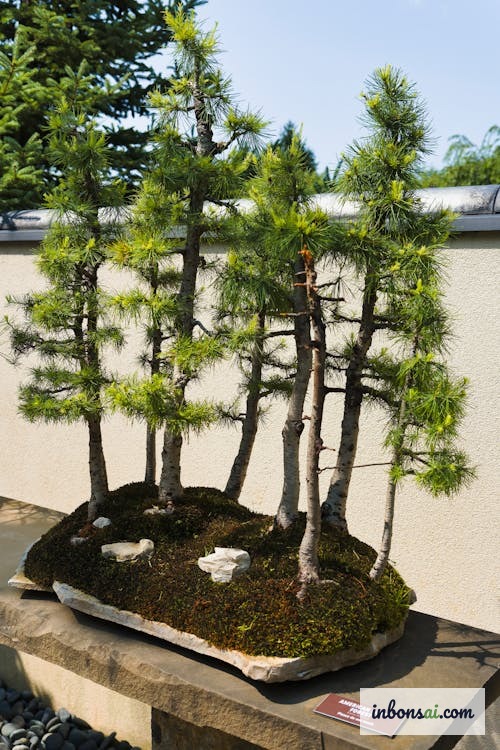 适合在家种植的常见迷你盆景树种