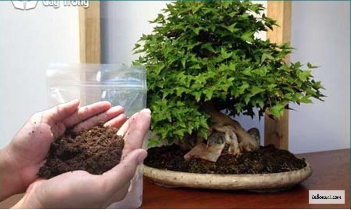 Bón phân hữu cơ cho bonsai trong mùa hè