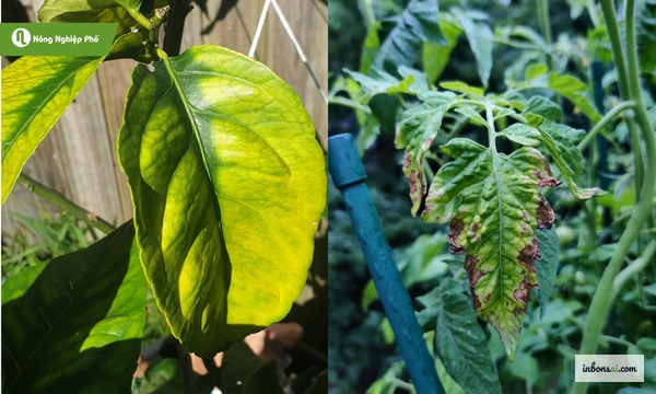 Lá bonsai bị khô cháy mép do stress nhiệt độ cao